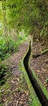 Plants: image 101 Of 208 Thumb